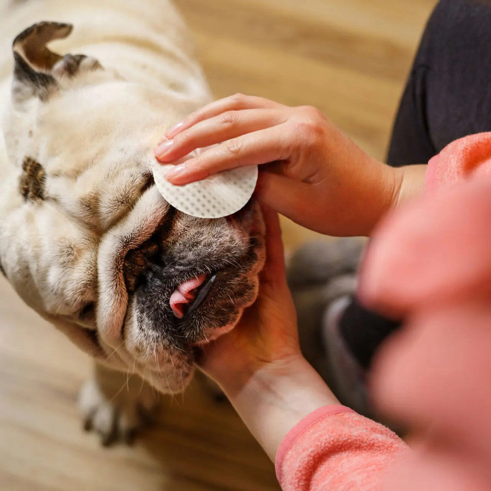 Eye Envy Bulldog Wrinkle Wipes