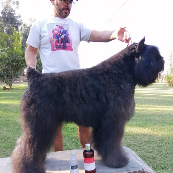 iGroom Vavoom Volumizing Shampoo