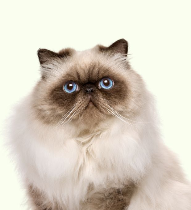 _img_banner_