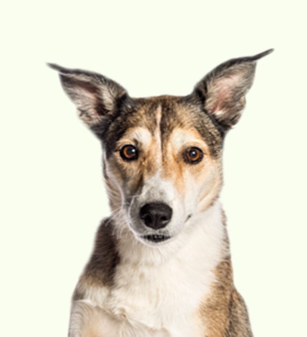 _img_banner_