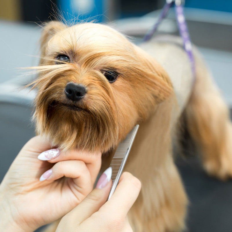 Chris Christensen 5" Face and Feet Buttercomb