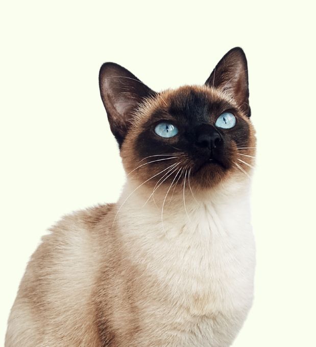 _img_banner_